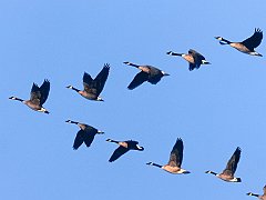 Wild Formation